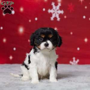 Amber, Cavalier King Charles Spaniel Puppy